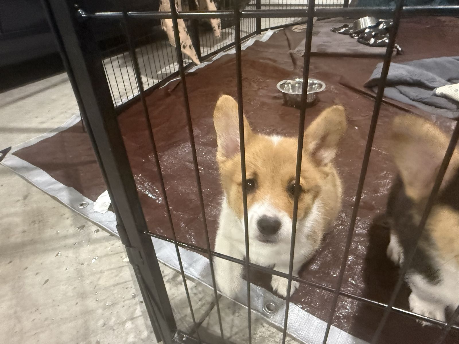 Adorable Corgi Puppies (AKC) Still have 2 left!