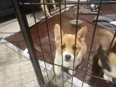 Adorable Corgi Puppies (AKC) Still have 2 left!