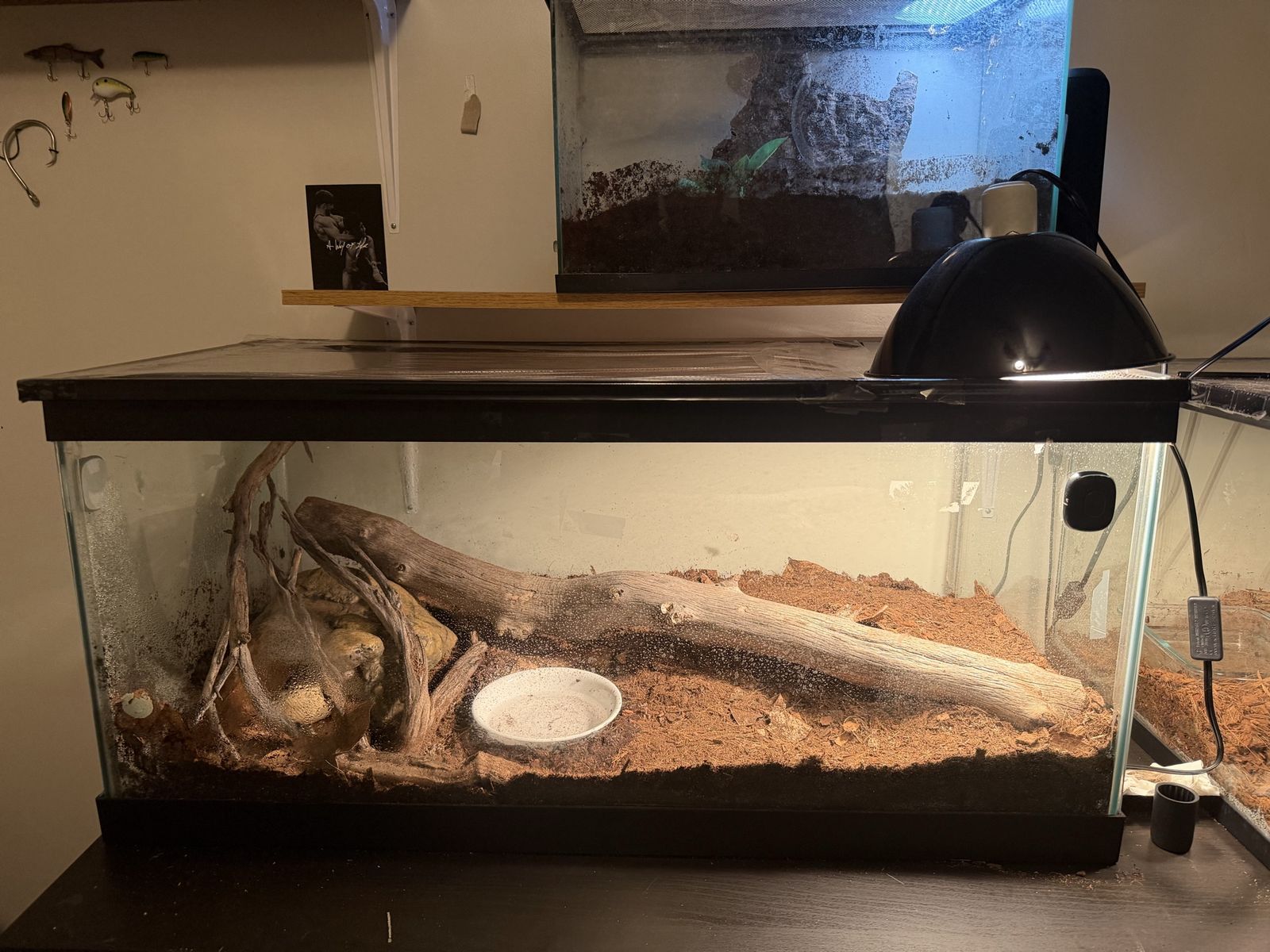Ball python with enclosure