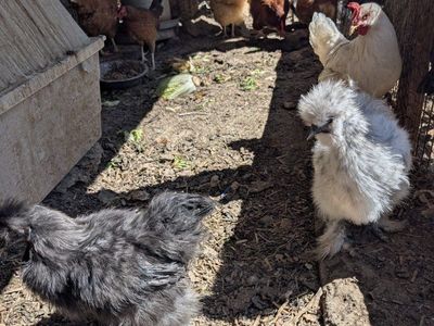 Young laying chickens