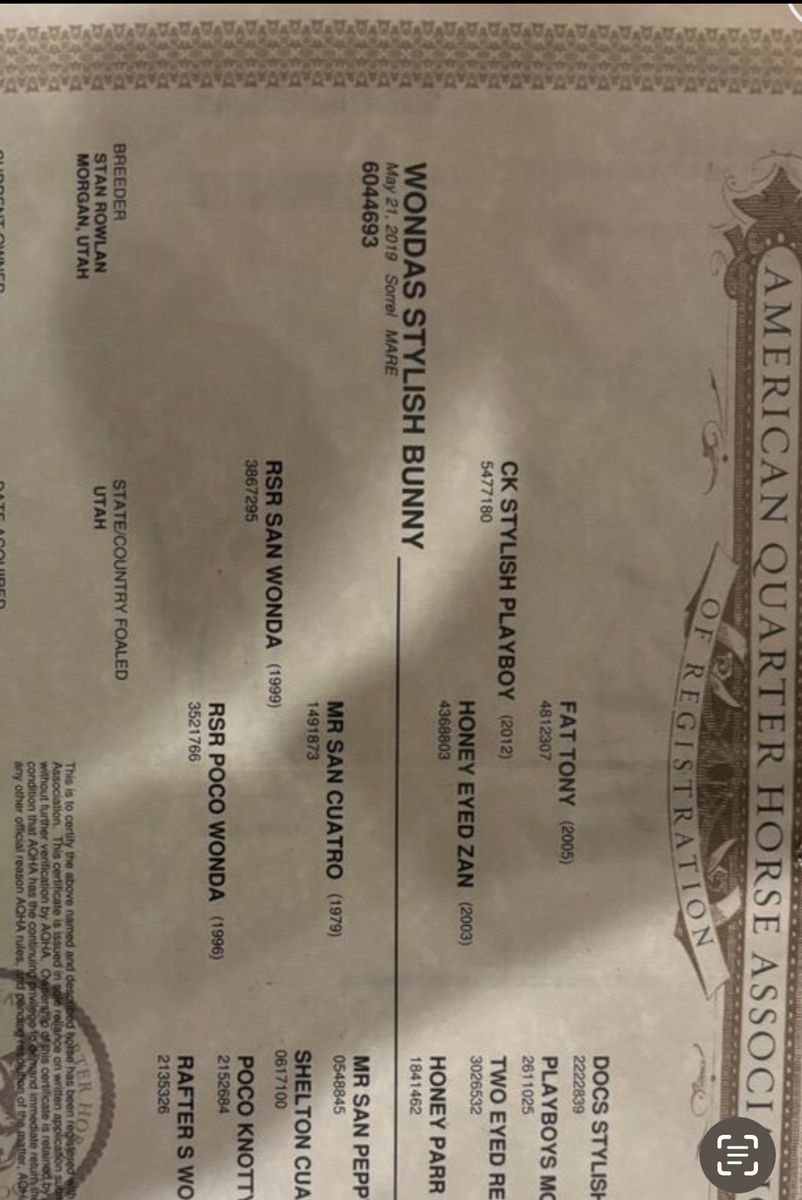 Aqha Mare In Foal For 2027