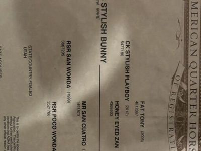 Aqha Mare In Foal For 2027