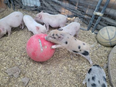 Mini Piglets- 8 weeks old and ready to go
