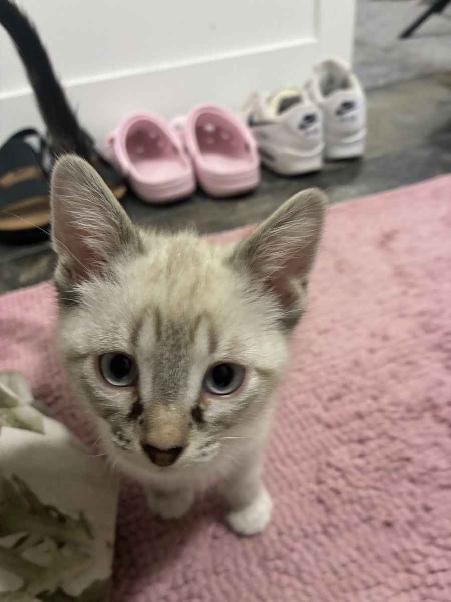 Adorable Flame Point Kittens for Adoption - 3 Boys, 1 Girl Available!