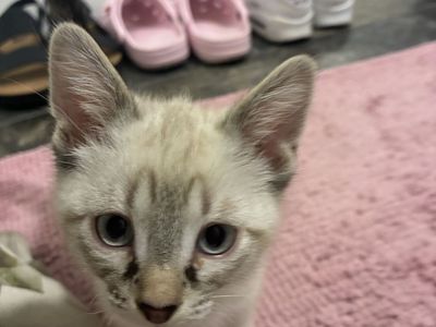 Adorable Flame Point Kittens for Adoption - 3 Boys, 1 Girl Available!