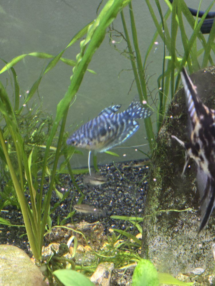Blue Dwarf Gourami 