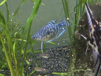 Blue Dwarf Gourami