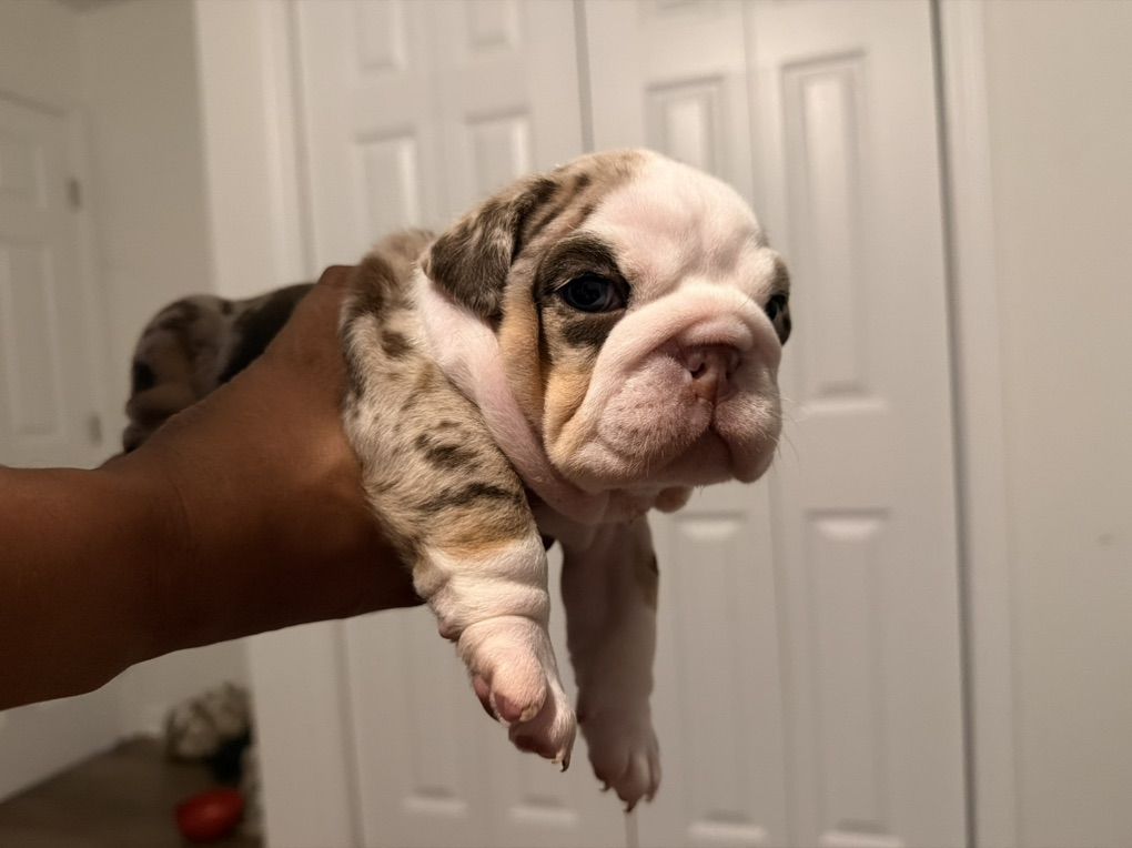 Englsih Bulldog Puppies