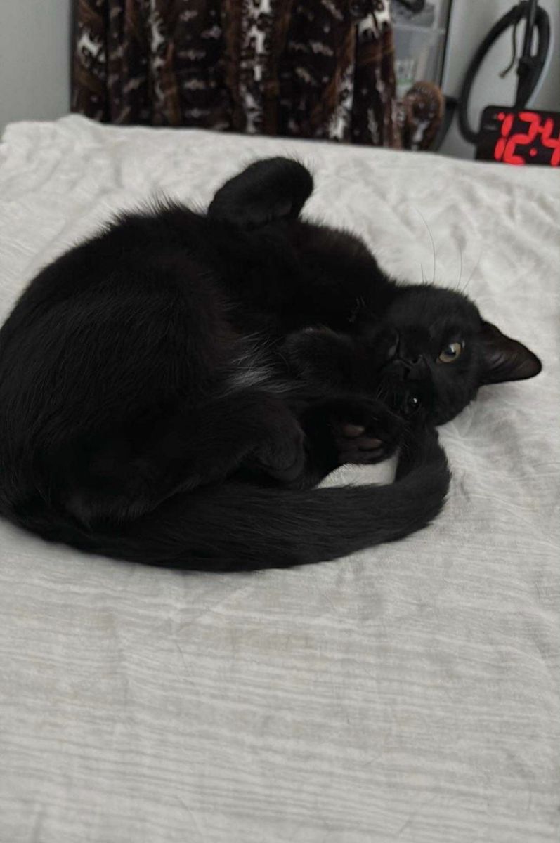 2 year old Black Shorthair Cat for free