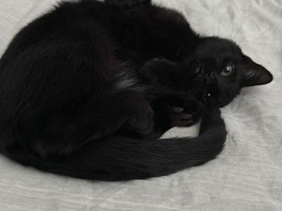 2 year old Black Shorthair Cat for free