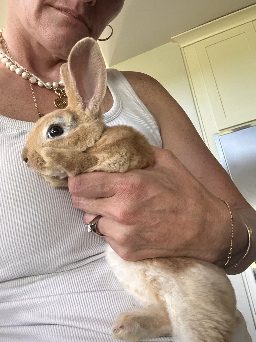 Mini Rex Rabbit