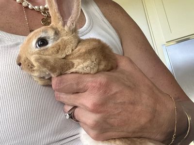 Mini Rex Rabbit