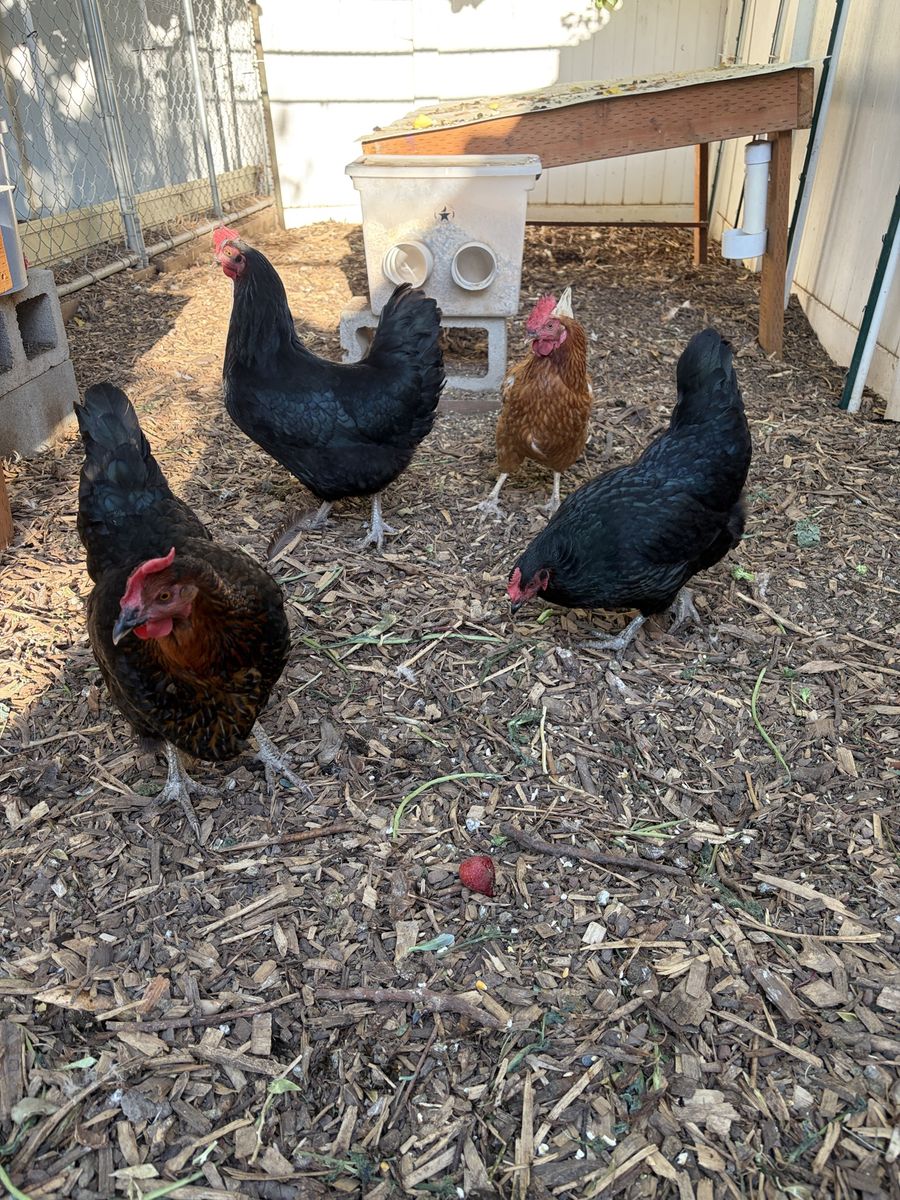 6 Healthy 2-Year-Old Laying Hens: 3 Black Sex-Link, 3 Red Sex-Link - Consistent Large Egg Layers. $50 for 3; $90 for all 6