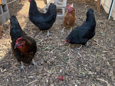 6 Healthy 2-Year-Old Laying Hens: 3 Black Sex-Link, 3 Red Sex-Link - Consistent Large Egg Layers. $50 for 3; $90 for all 6