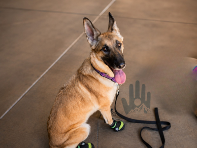 Professionally Trained Mal Mix