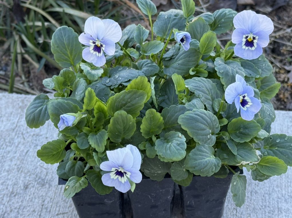 Penny Marina Violas