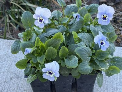 Penny Marina Violas