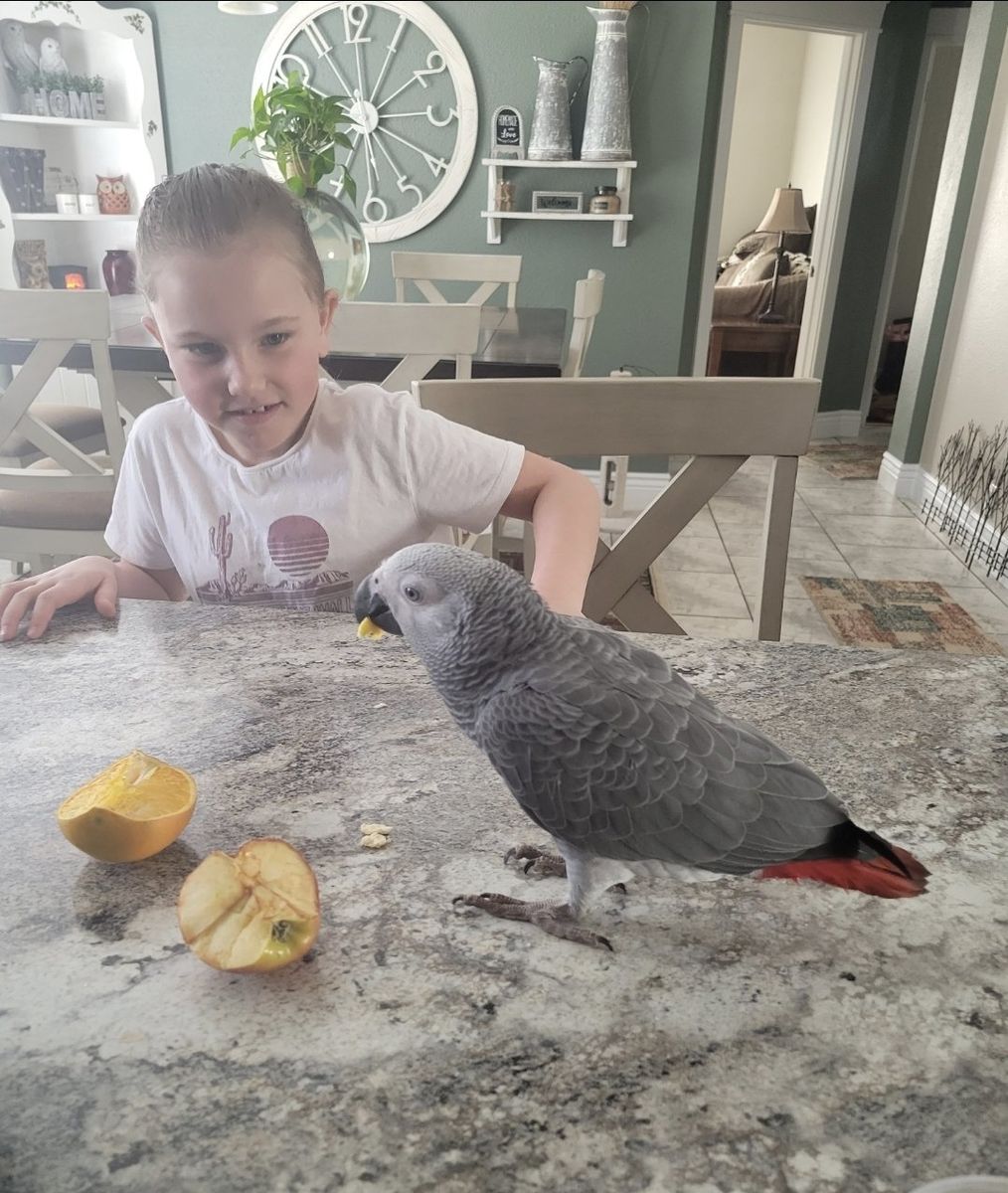 African Grey congo