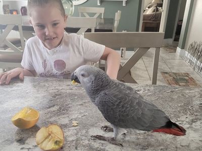 African Grey congo