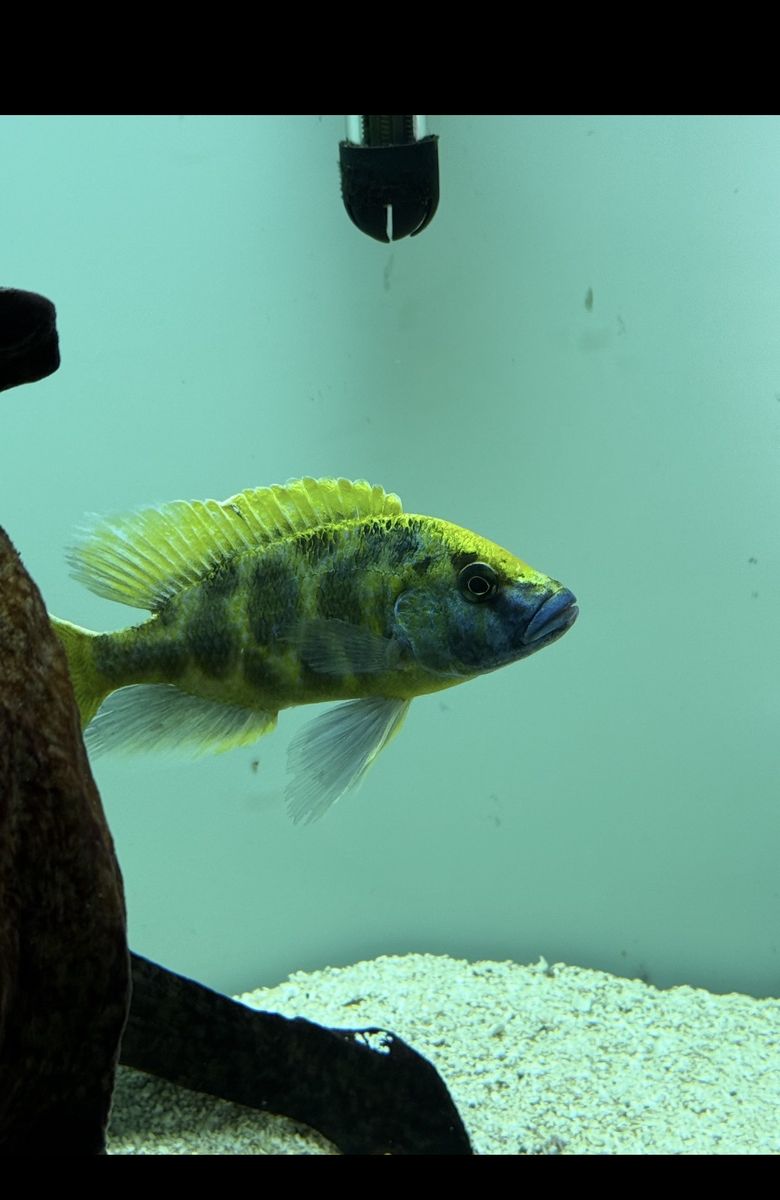 Venustus Male