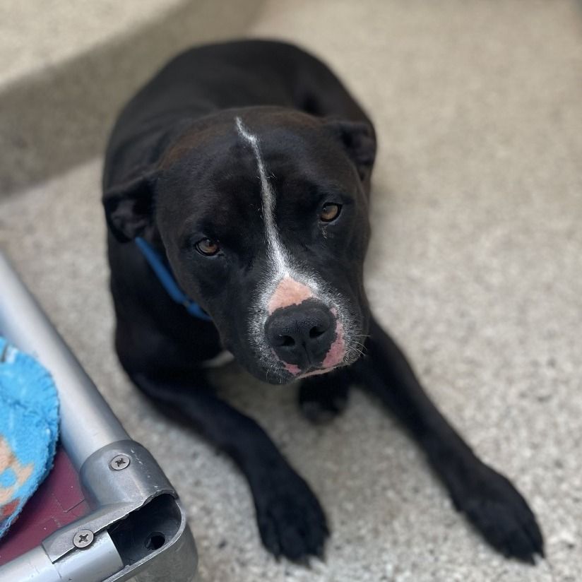 Hello my name is Amelia