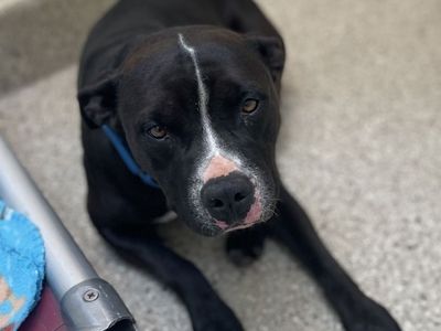 Hello my name is Amelia