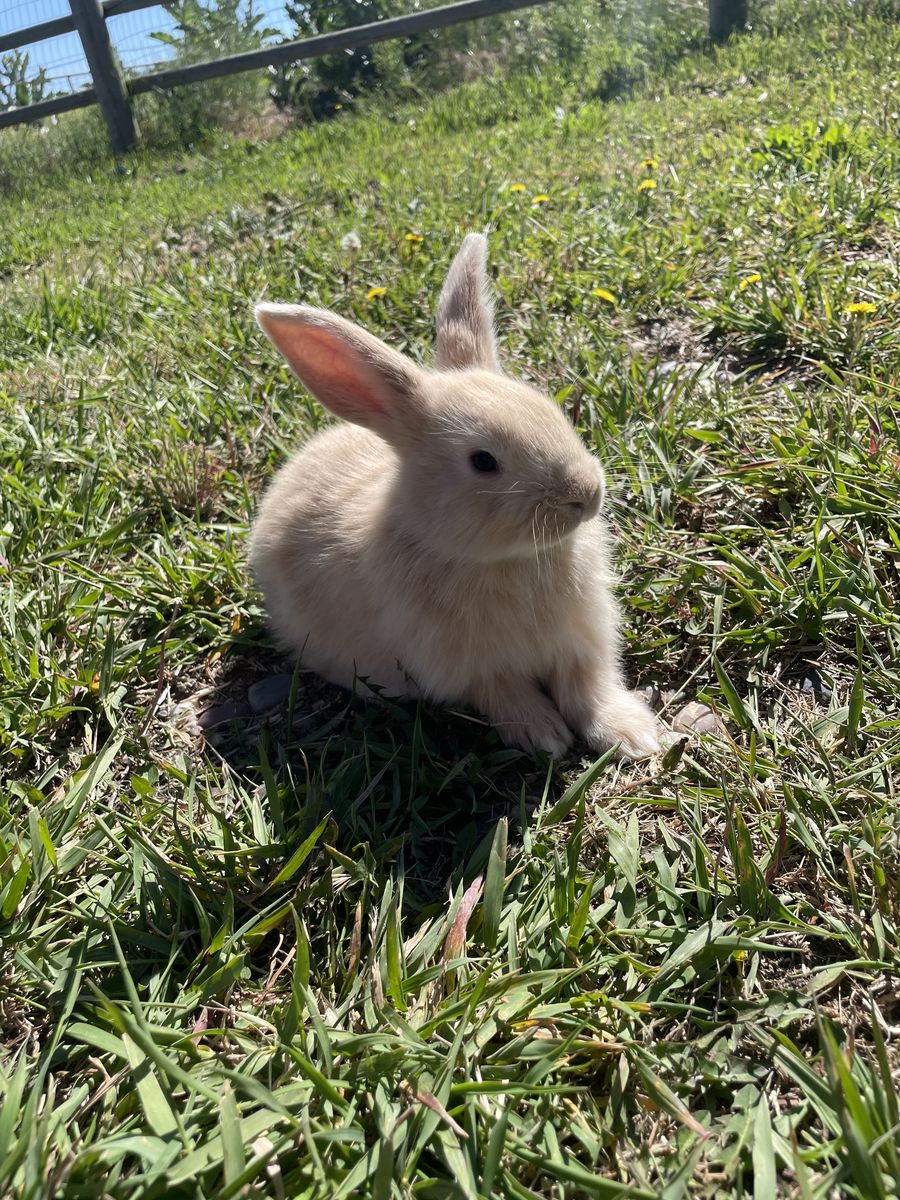 Pedigreed Flemish Giant Rabbits