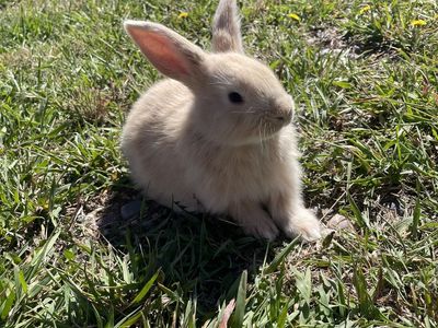 Pedigreed Flemish Giant Rabbits