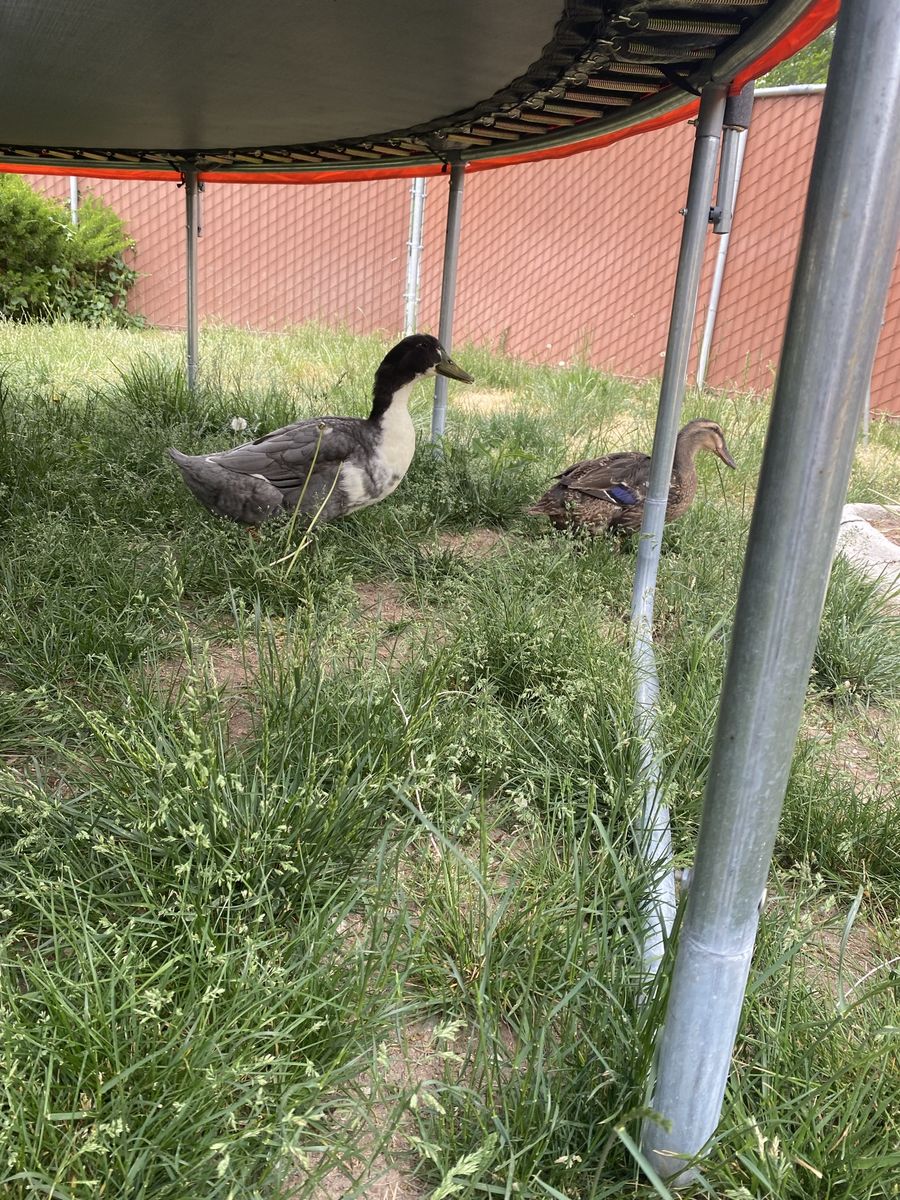 Free bonded ducks