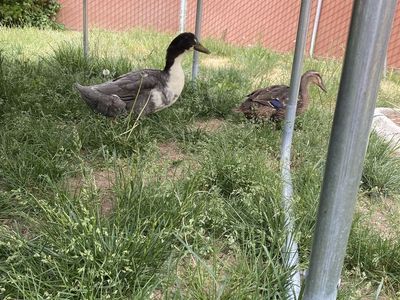 Free bonded ducks