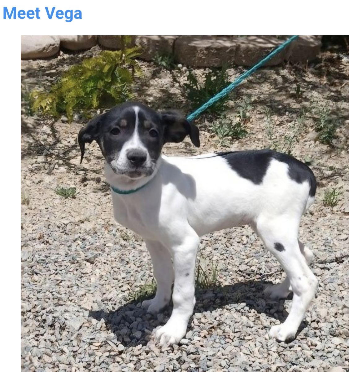Vega, 3 month old pointer mix puppy