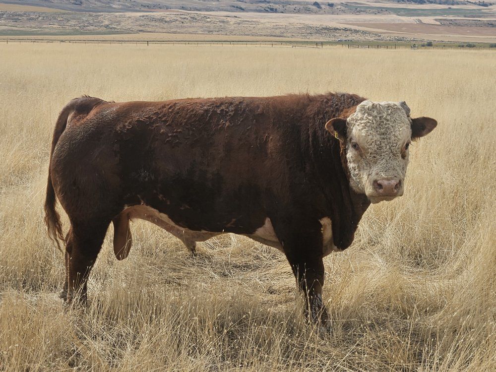 Papered Miniature Hereford Bull