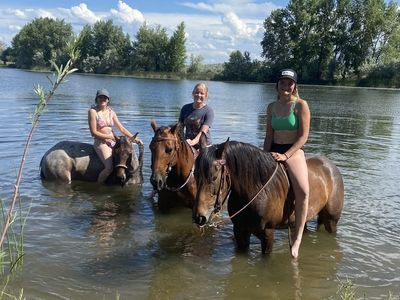 4H JR Rodeo Horse - Gentle & Kid Friendly