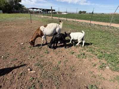 Boer Nanny With Kids