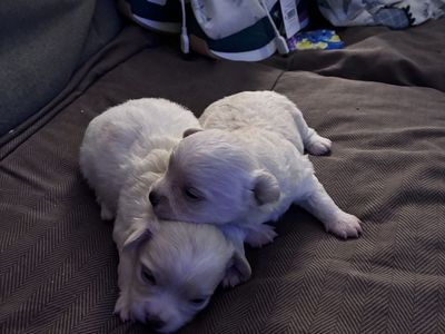 Puppies for sale