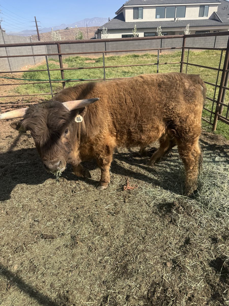 Halter broke Highlander bull for sale