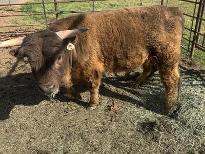 Halter broke Highlander bull for sale