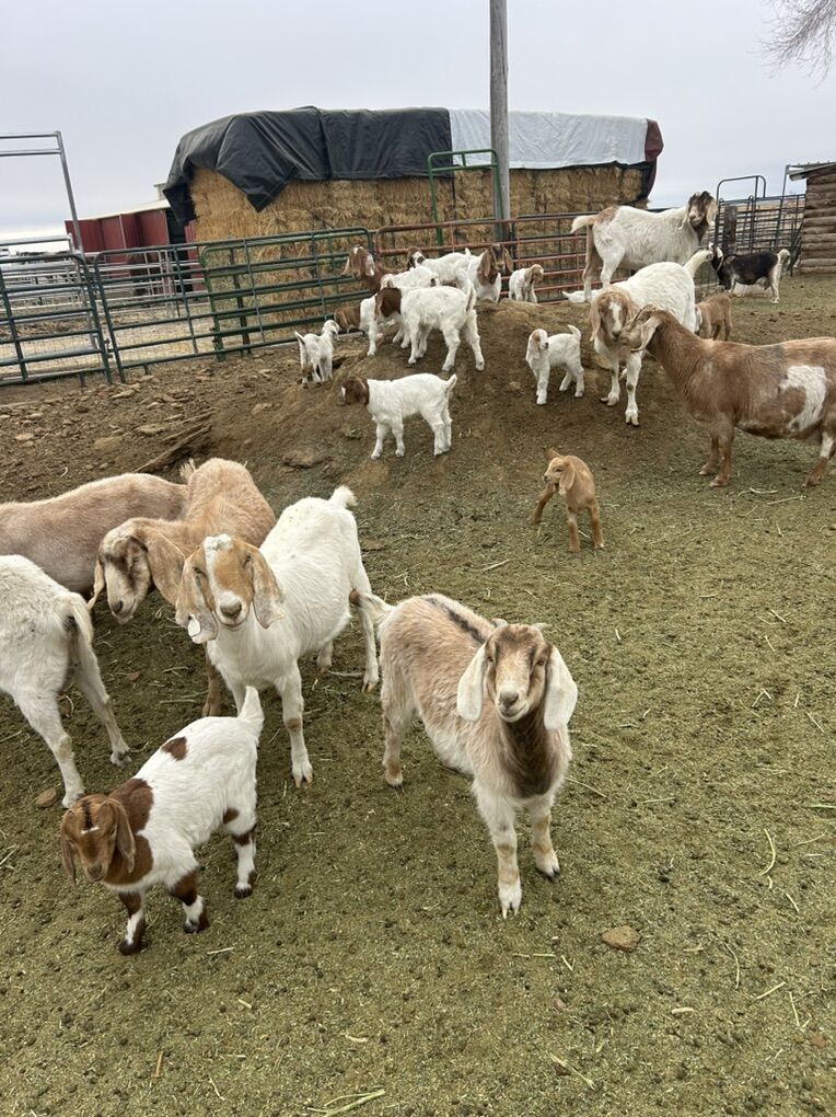 Stock Show Goats