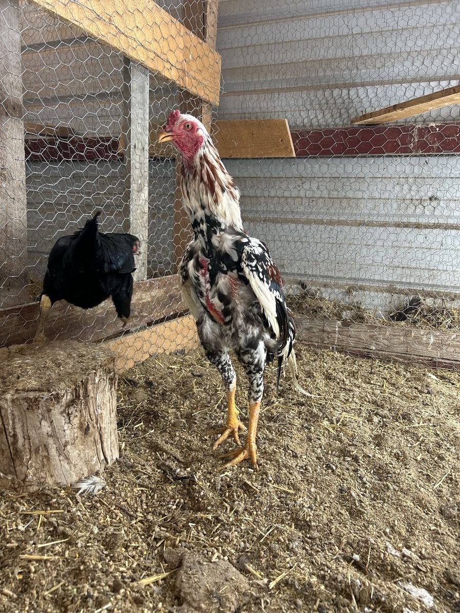 Shamo Gamefowl