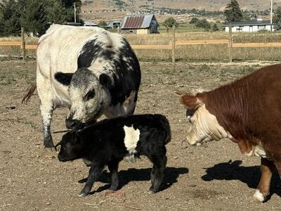 Cow And Heifer Exposed To Micro Mini Bull