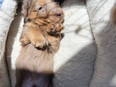 Mini Dachshund sweet boy