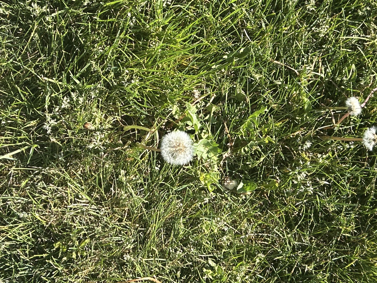 Dandelion