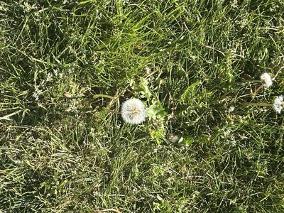 Dandelion