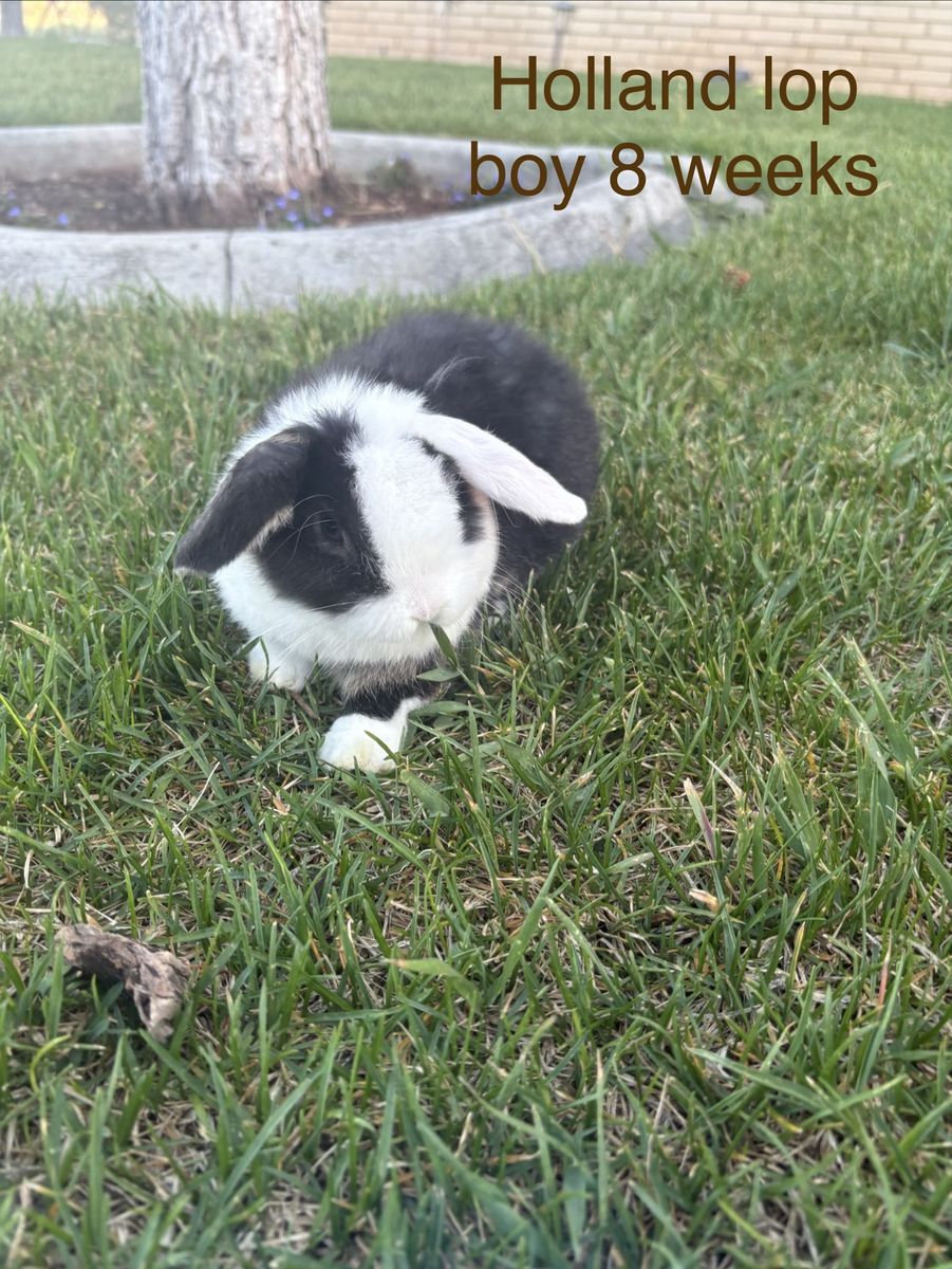 Adorable 8-Week-Old Male Holland Lop Bunny - Black & White