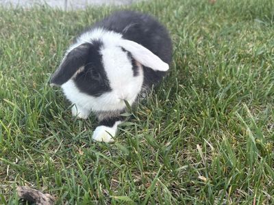 Adorable 8-Week-Old Male Holland Lop Bunny - Black & White