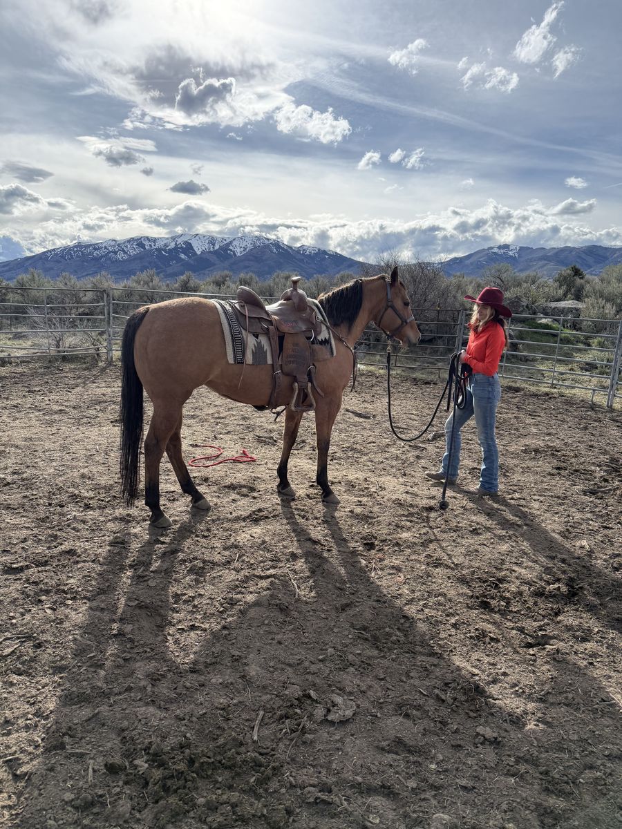 14yr old GRADE dun mare