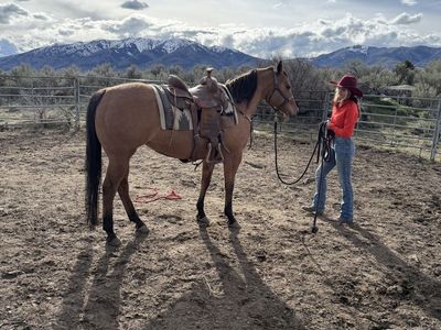 14yr old GRADE dun mare