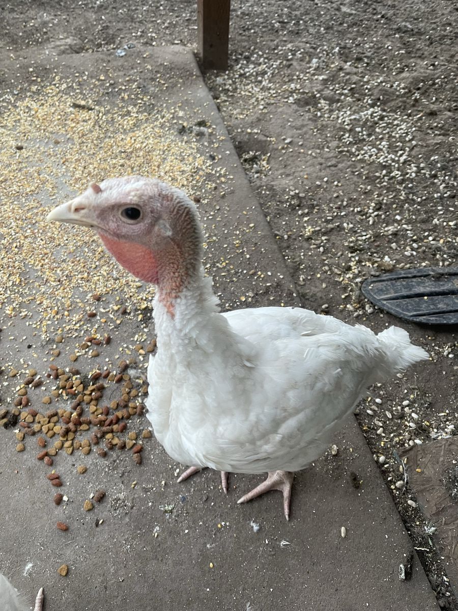 Turkeys and pigeons for  sale