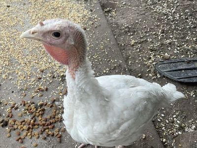 Turkeys and pigeons for sale