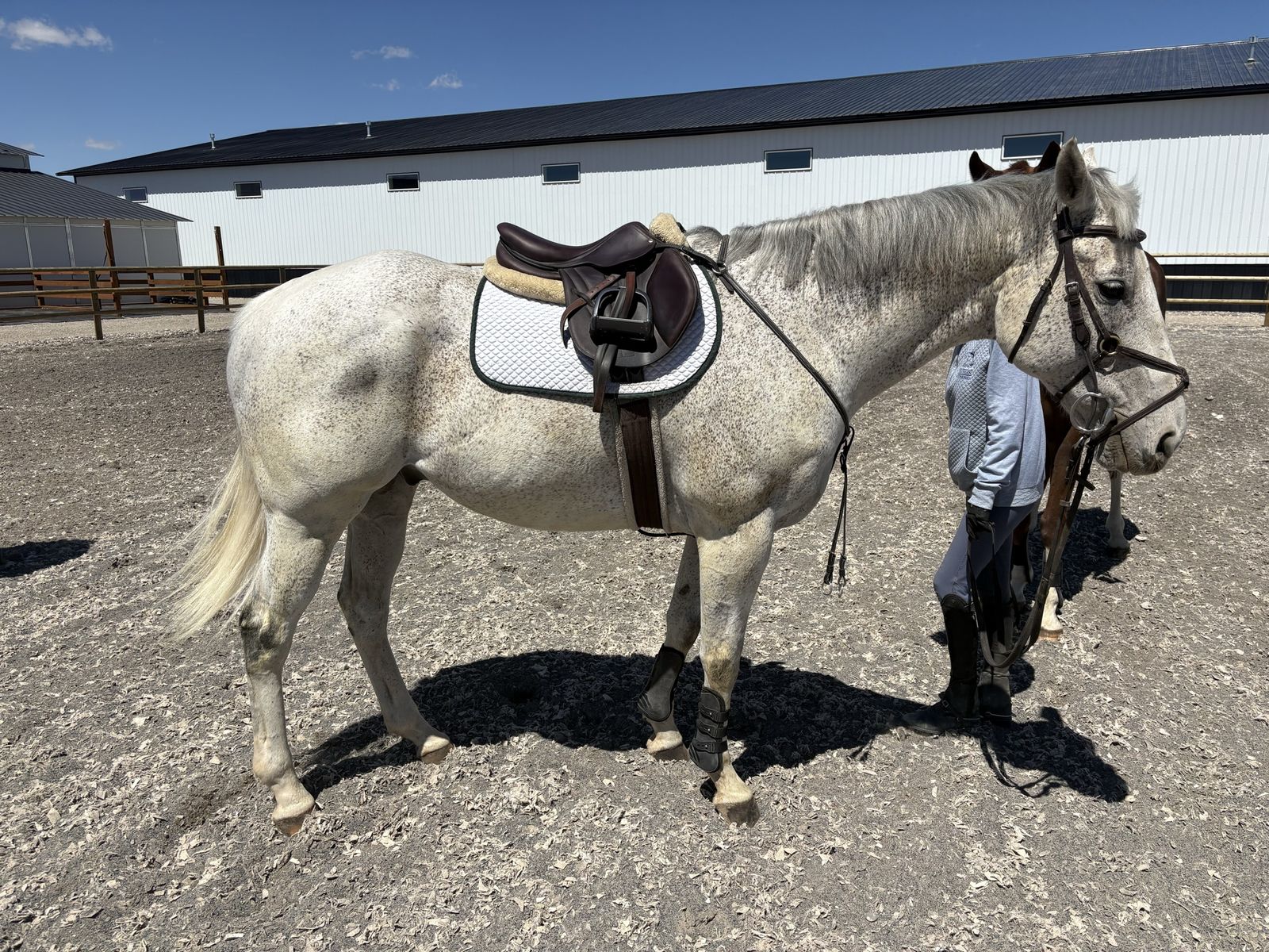 Horse Needs a ride